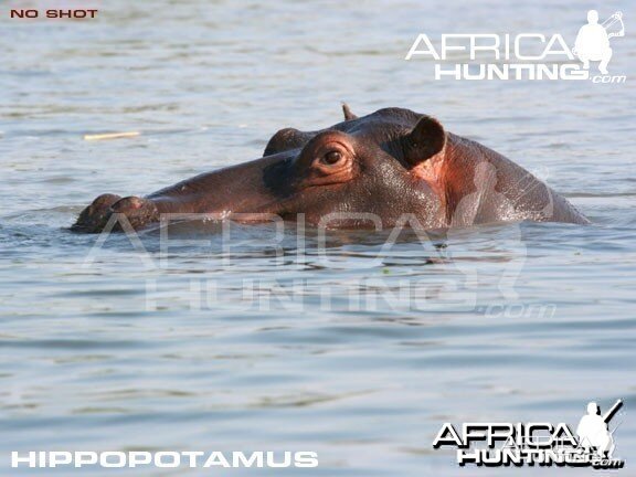 Bowhunting Hippopotamus Shot Placement