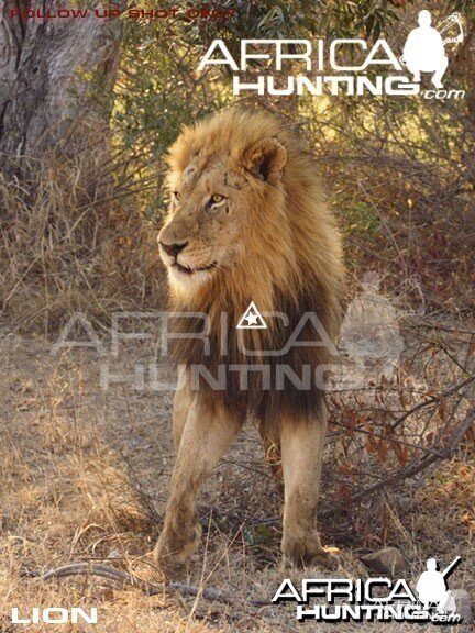 Bowhunting Lion Front View Shot Placement