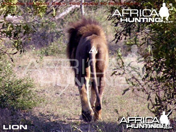 Bowhunting Lion Rear View Shot Placement