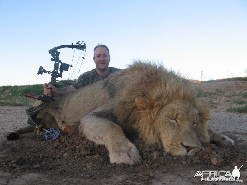 Bowhunting Lion