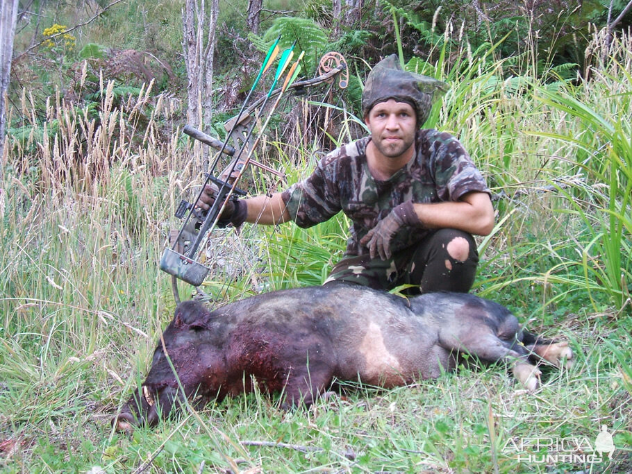 Bowhunting Pig