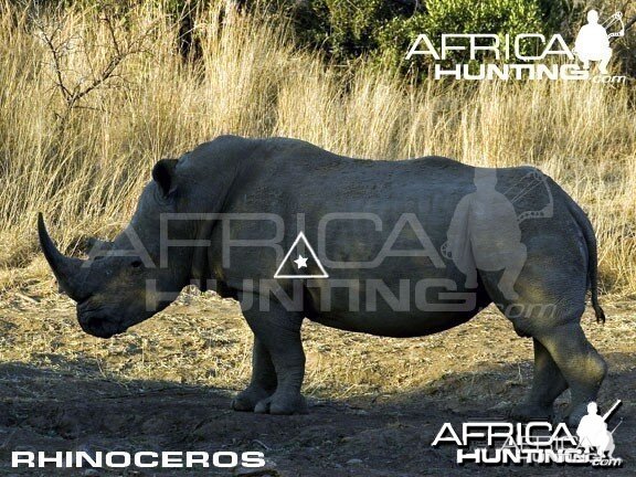 Bowhunting Rhinoceros Shot Placement