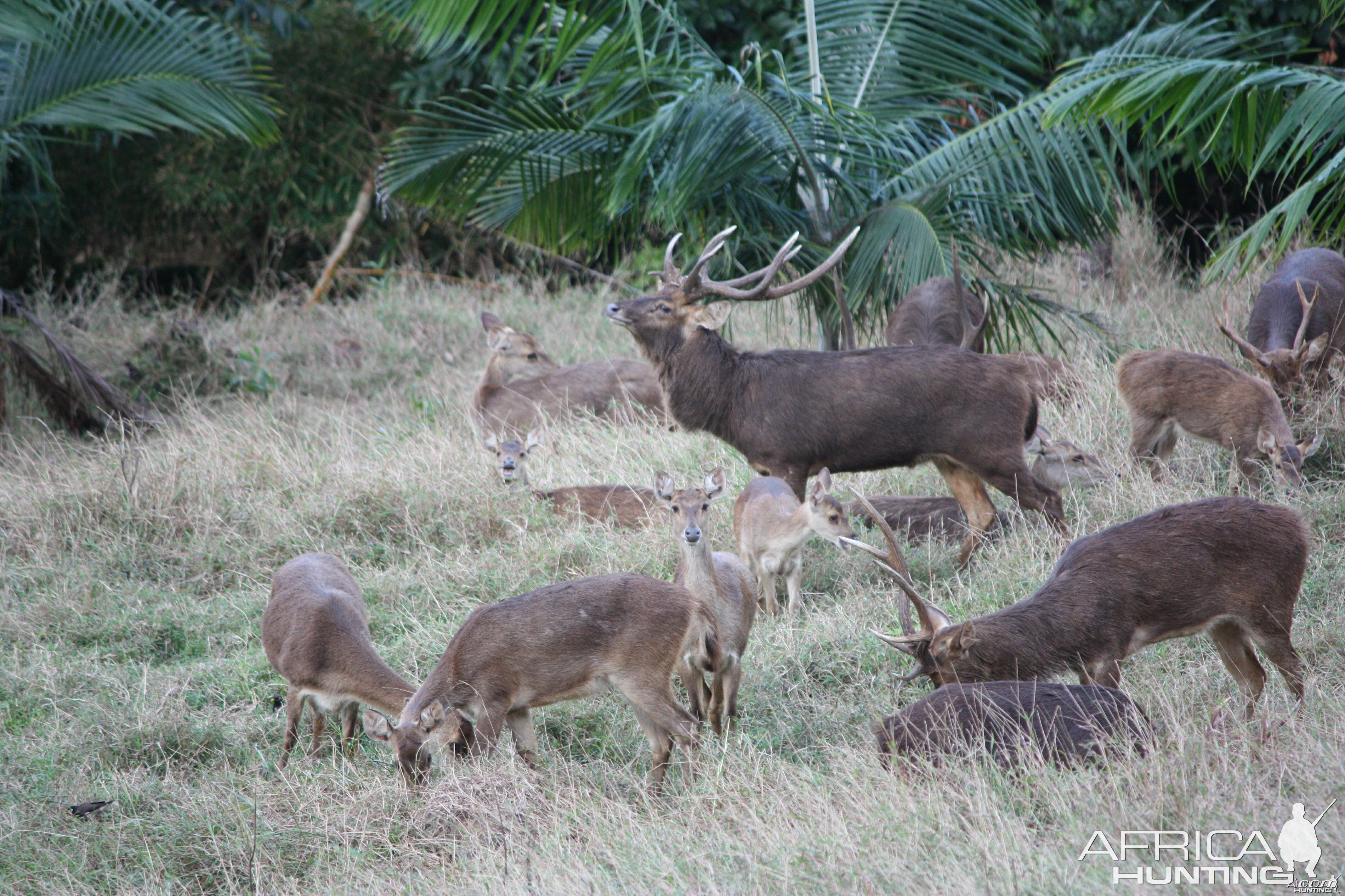 Bowhunting Rusa Deer in Mauritius