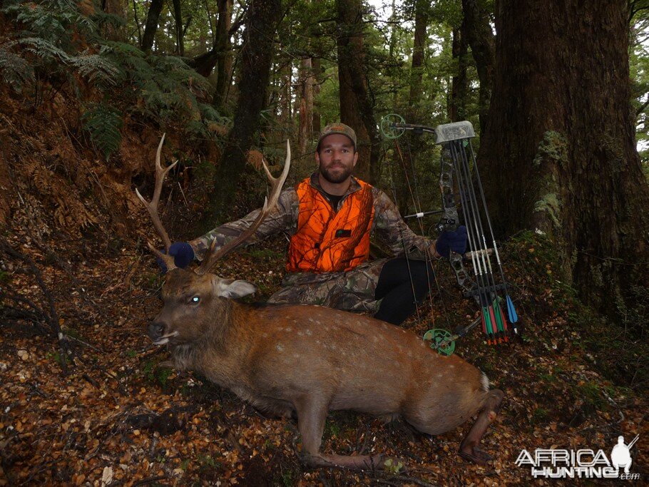 Bowhunting Sika in New Zealand