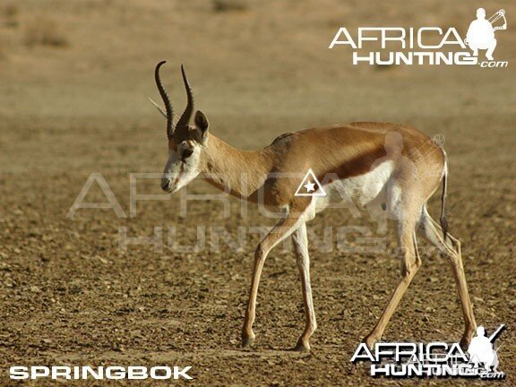 Bowhunting Springbok Shot Placement