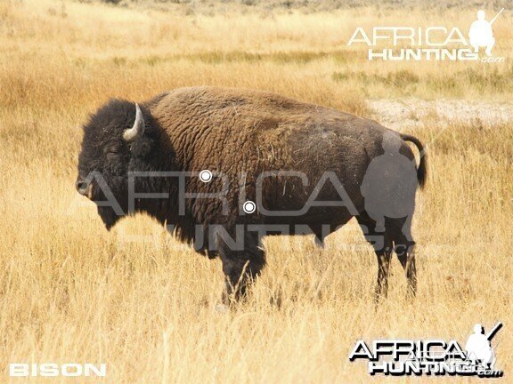 Bowhunting Vitals Bison