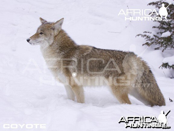 Bowhunting Vitals Coyote