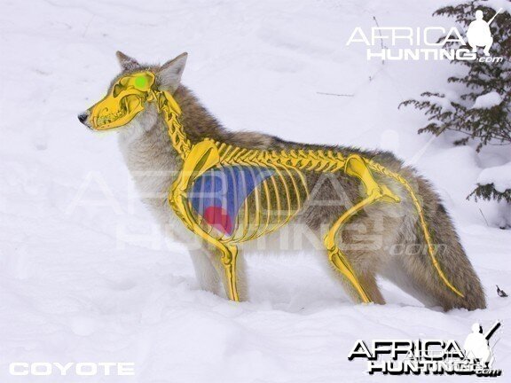 Bowhunting Vitals Coyote