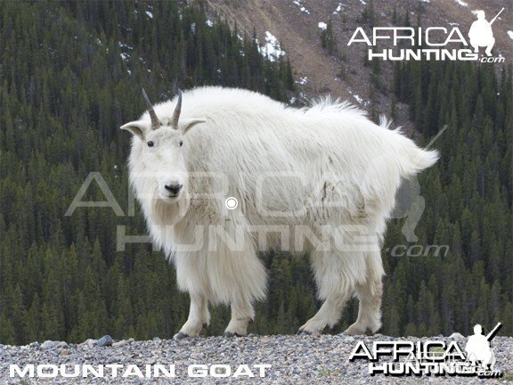 Bowhunting Vitals Mountain Goat