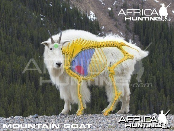 Bowhunting Vitals Mountain Goat