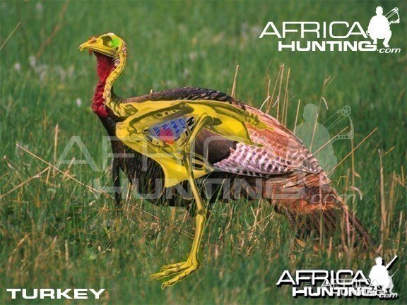 Bowhunting Vitals Turkey