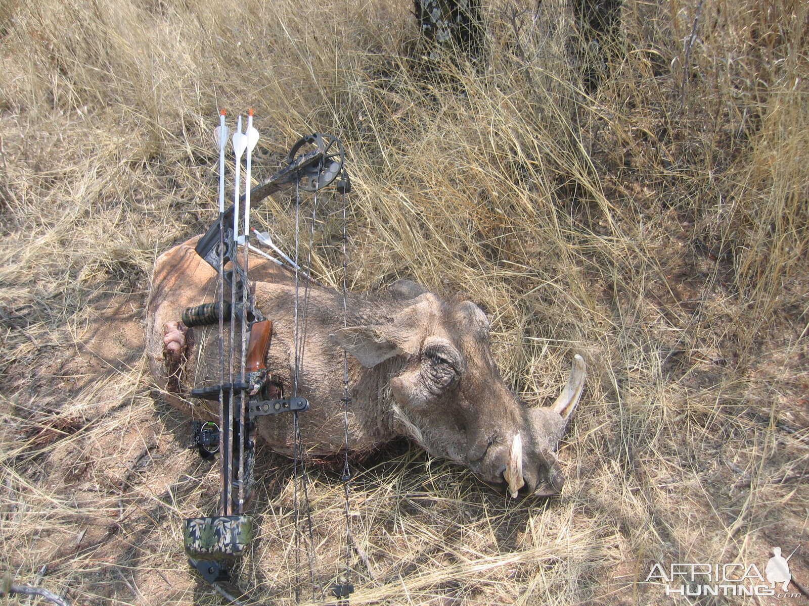 Bowhunting Warthog in Namibia