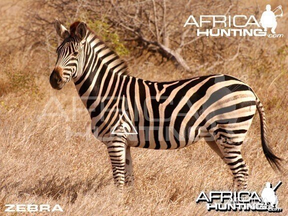 Bowhunting Zebra Shot Placement