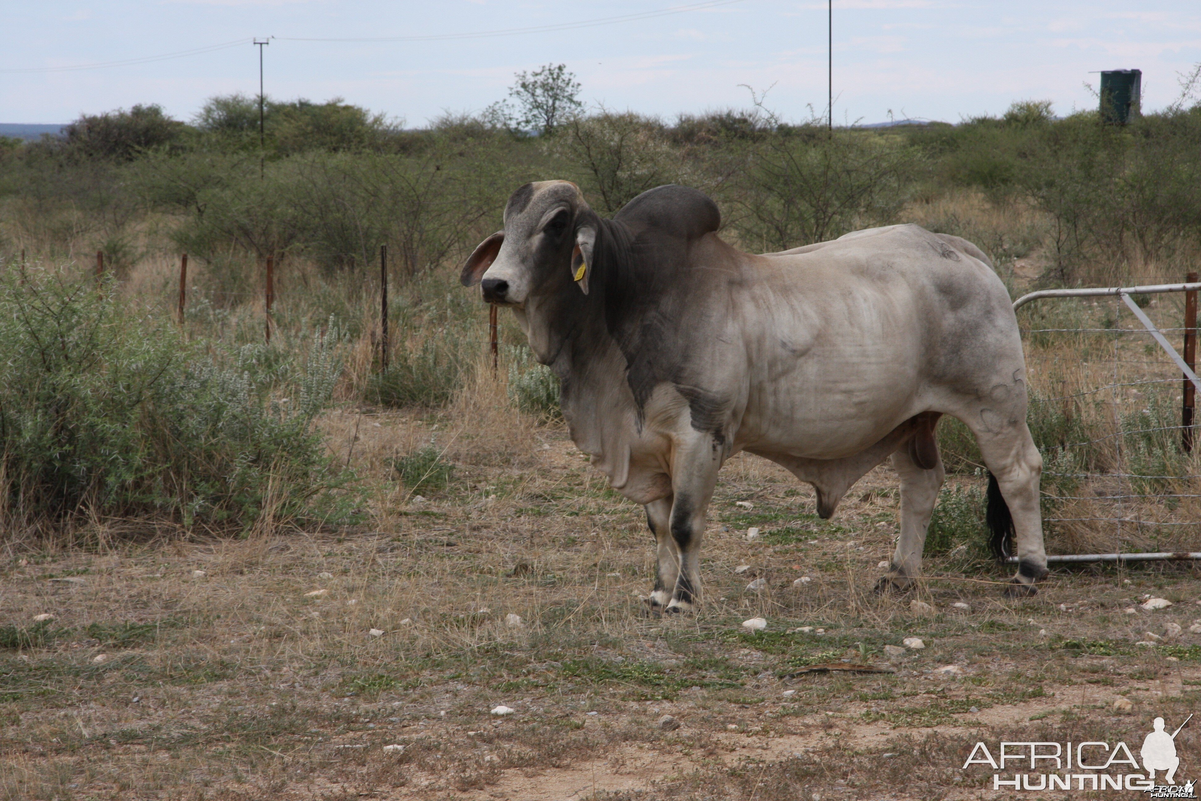 Brahman Bull Namibia