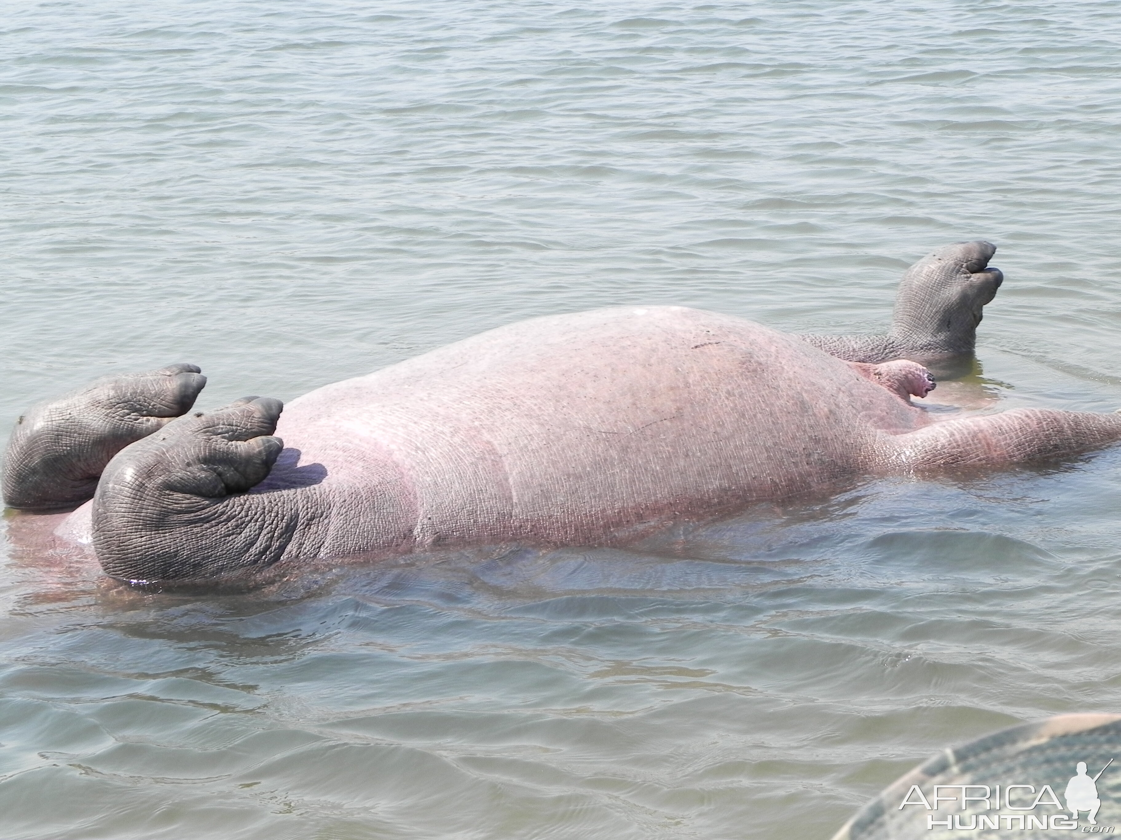 Bringing Hippo on Riverbank Caprivi Namibia