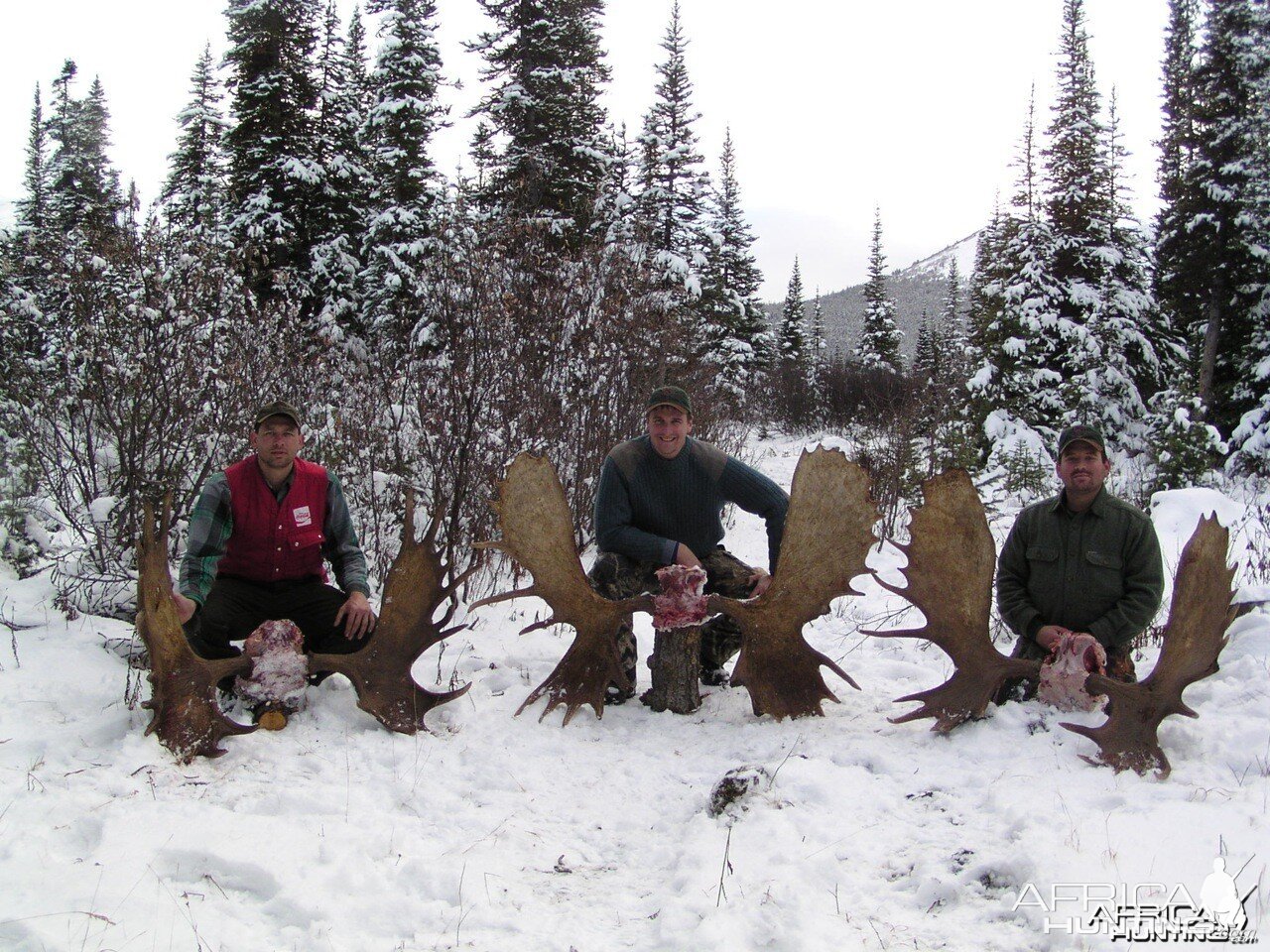 British Columbia Moose Hunt