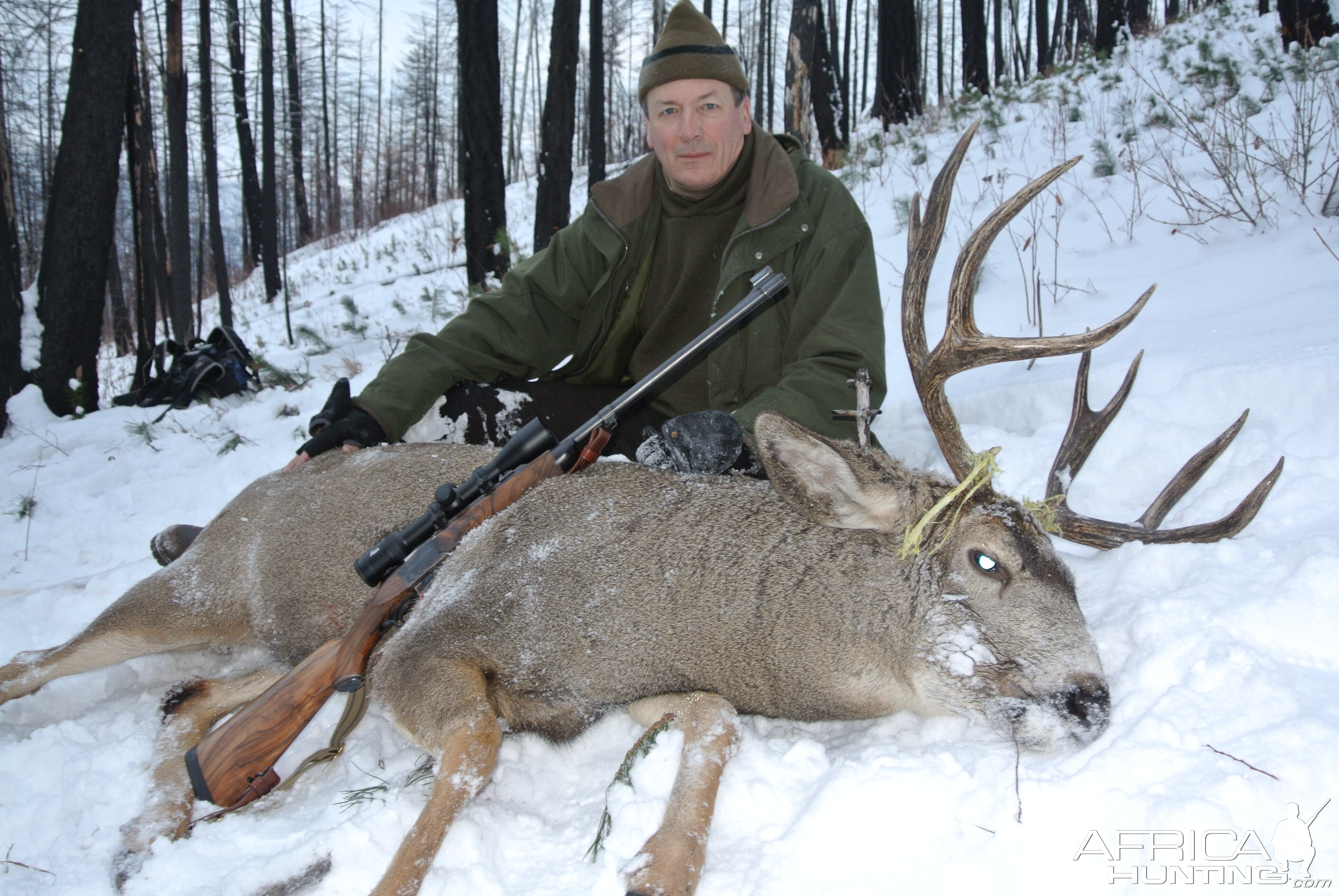 British Columbia Mule Deer