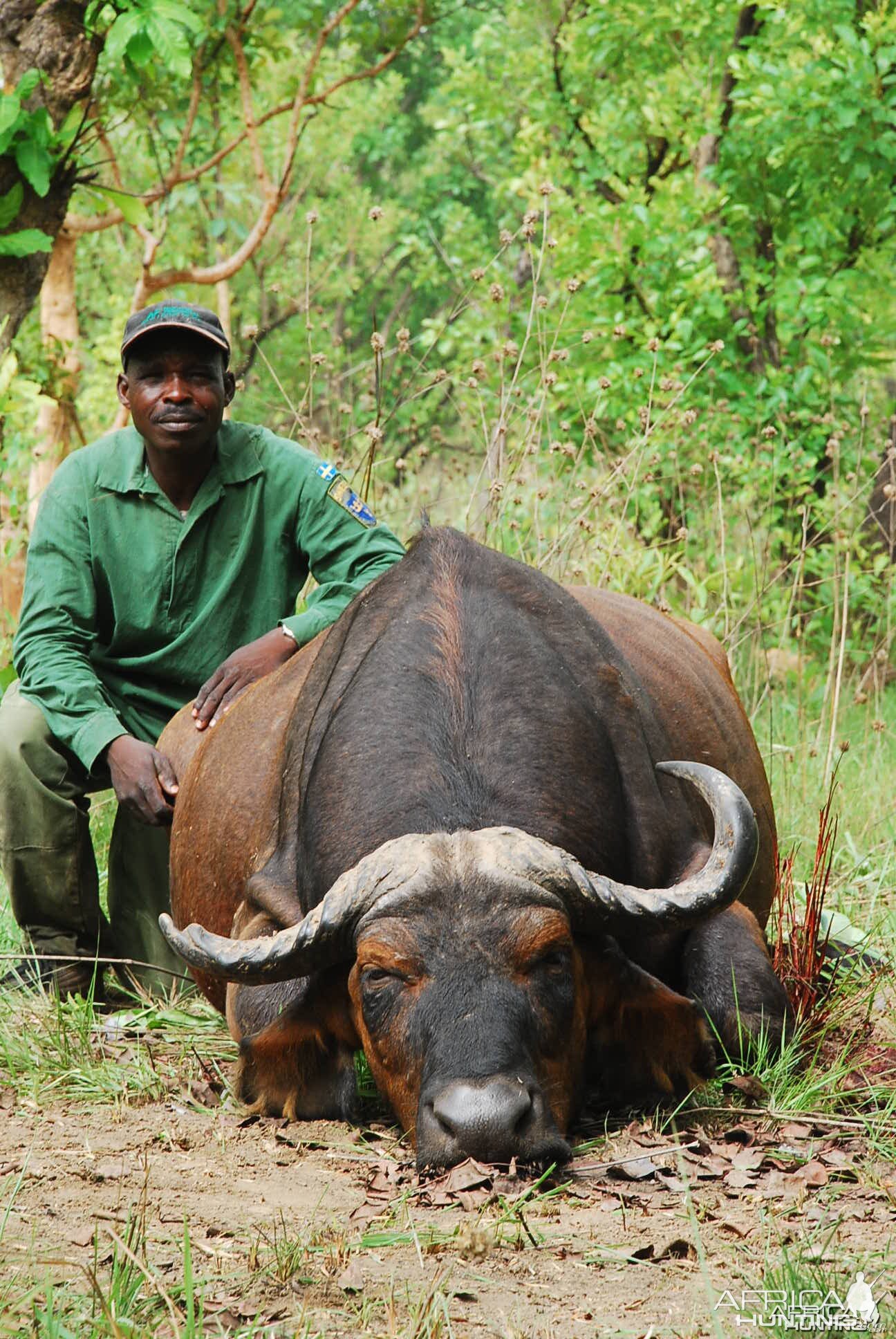 Broken horn Buffalo hunted in CAR with Central African Wildlife Adventures