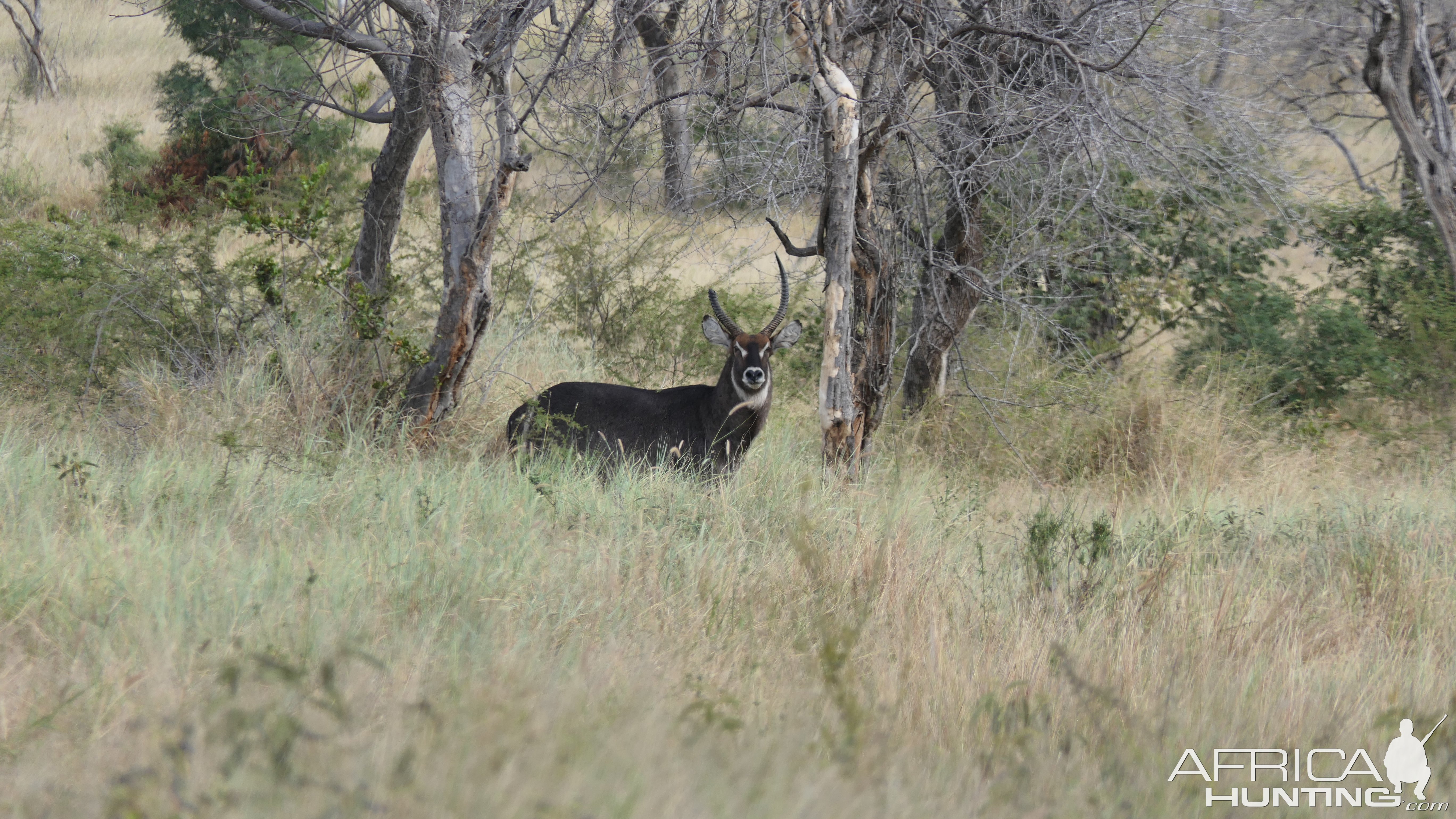 Broken Horned Waterbuck South Africa