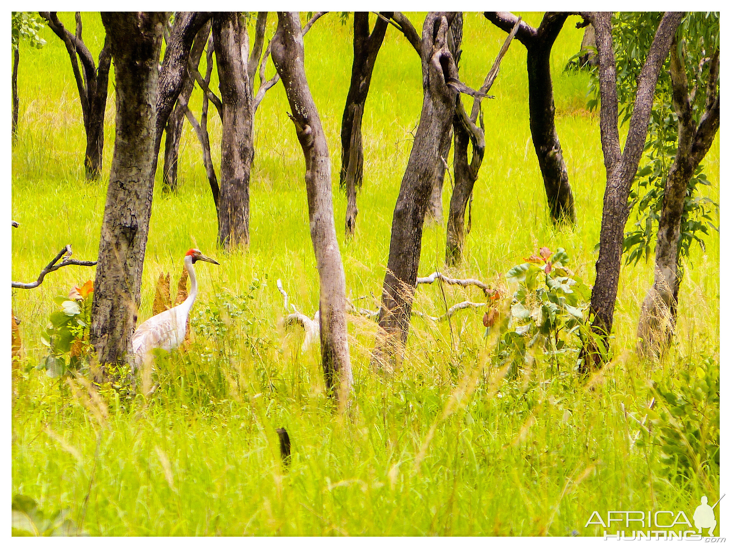 Brolga Australia