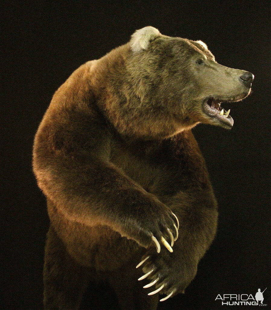 Brown Bear Full Mount Taxidermy Mount