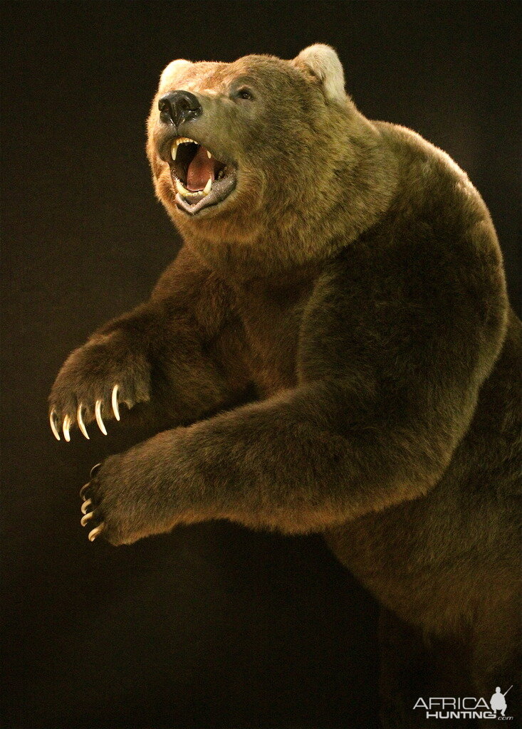 Brown Bear Full Mount Taxidermy Mount