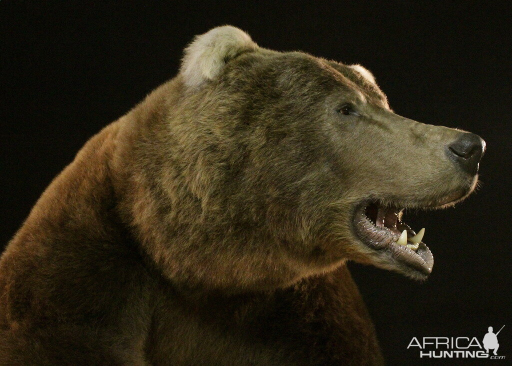 Brown Bear Full Mount Taxidermy Mount