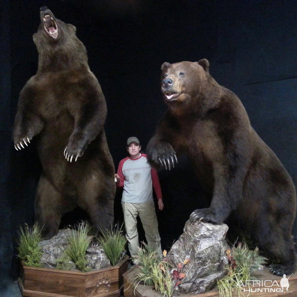 grizzly bear mounts