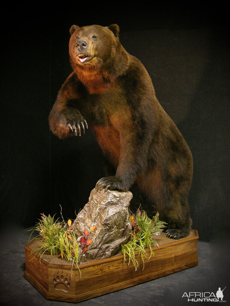 full size taxidermy bear