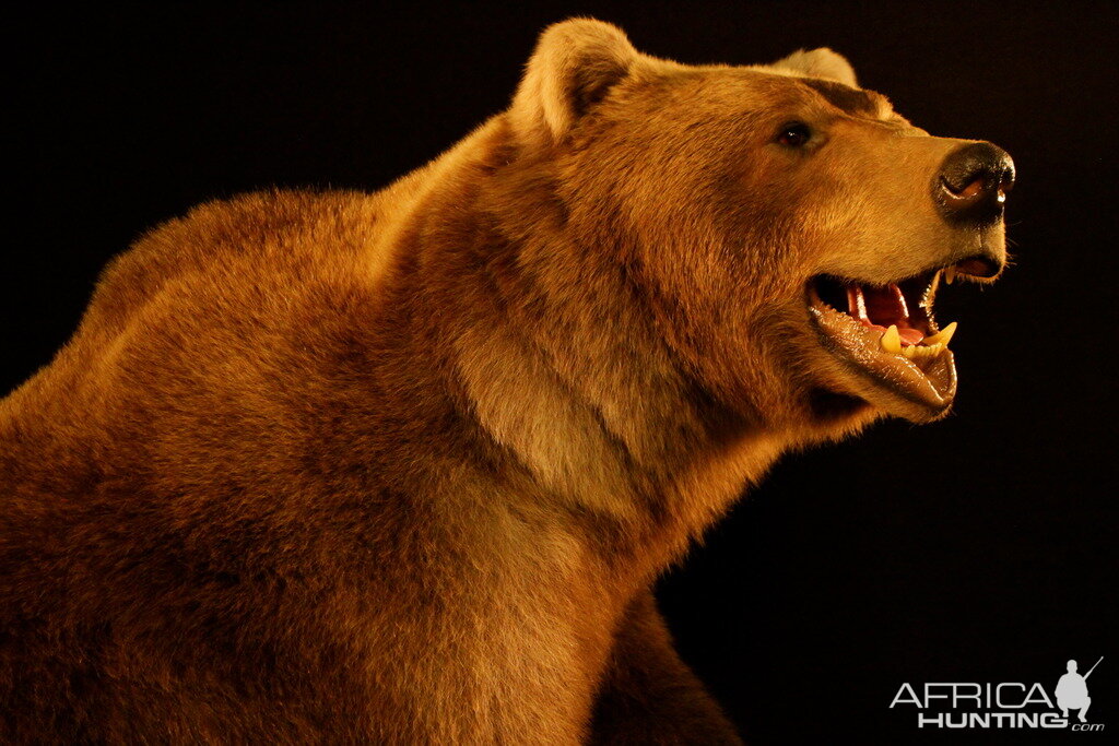 full bear taxidermy