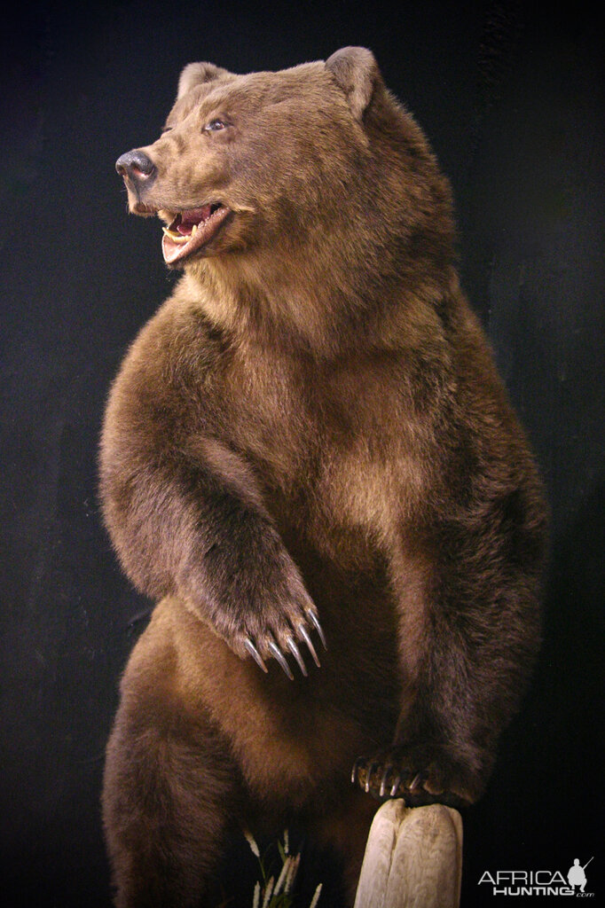 brown bear mounts for sale