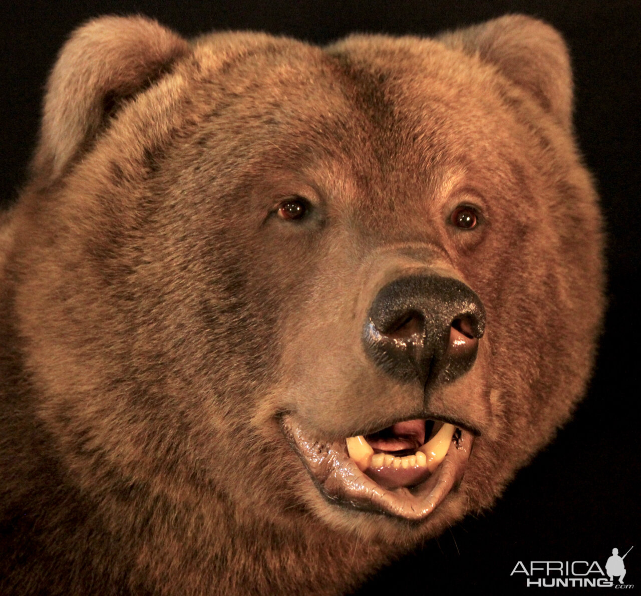 grizzly bear head taxidermy