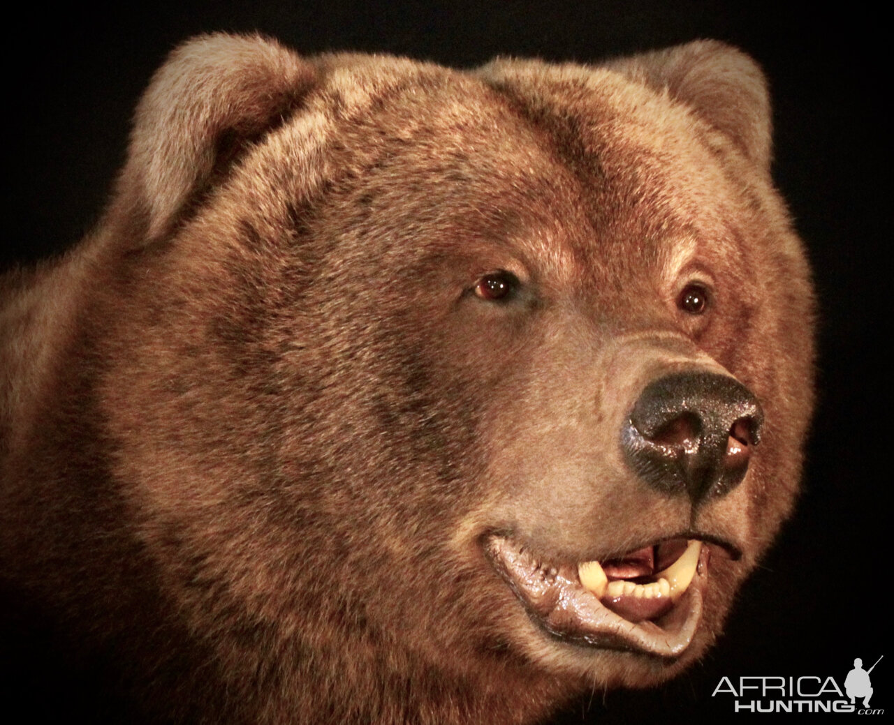 Brown Bear Full Mount Taxidermy