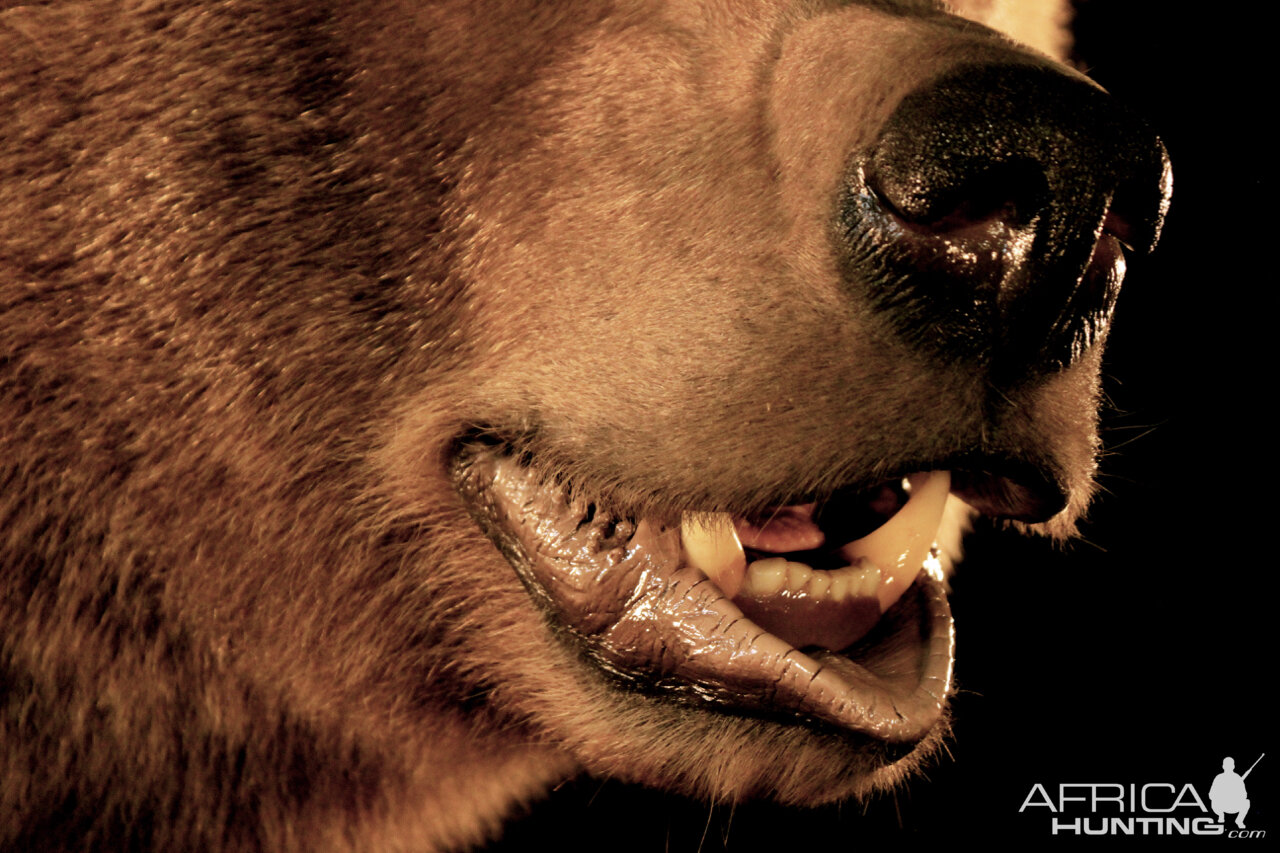 Brown Bear Full Mount Taxidermy