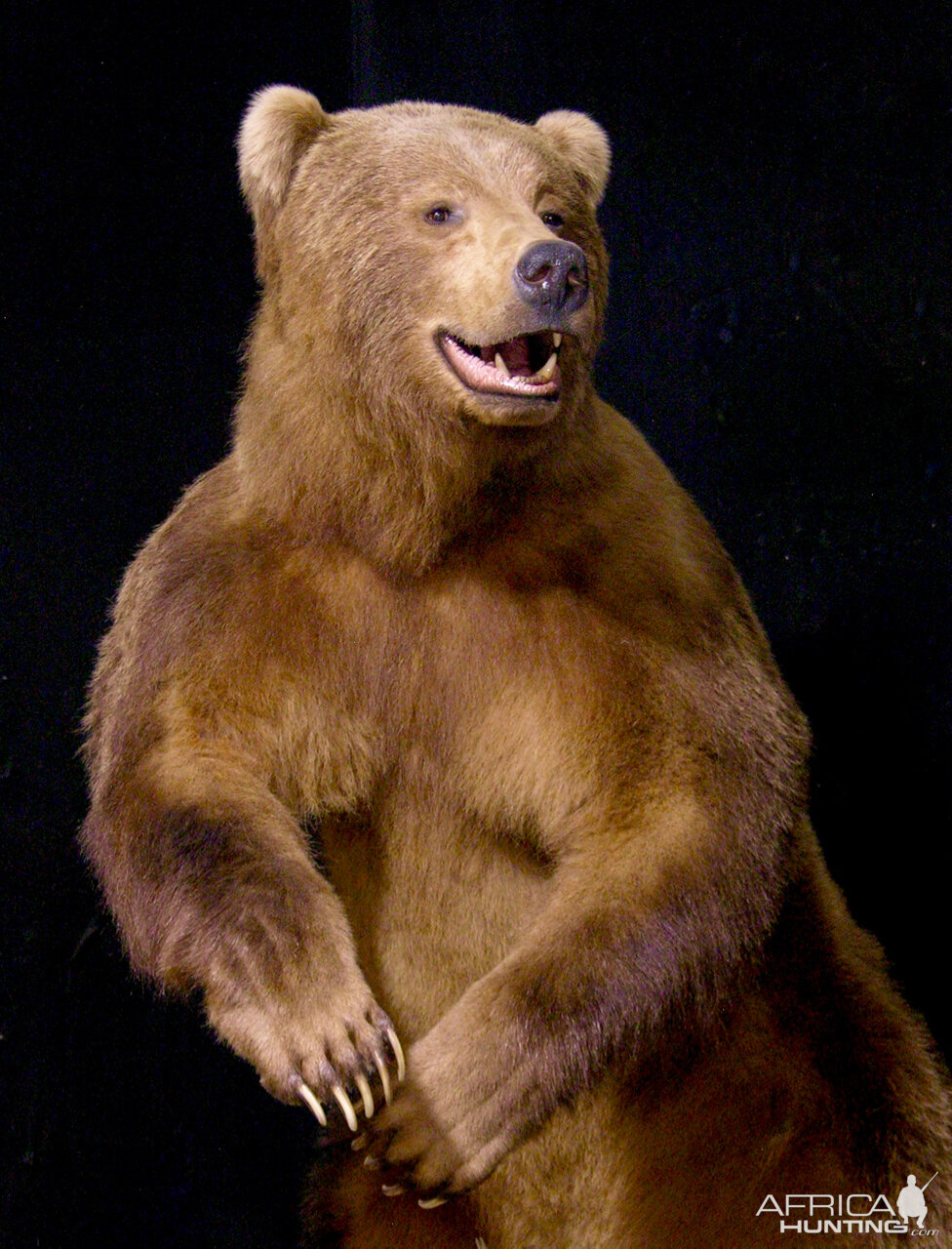 Brown Bear Full Mount Taxidermy