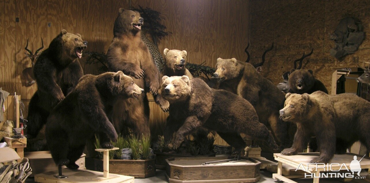 full bear taxidermy