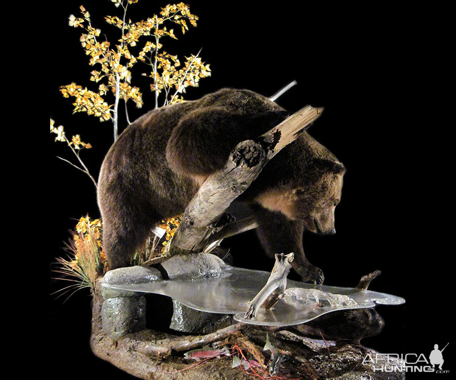 full mount bear taxidermy