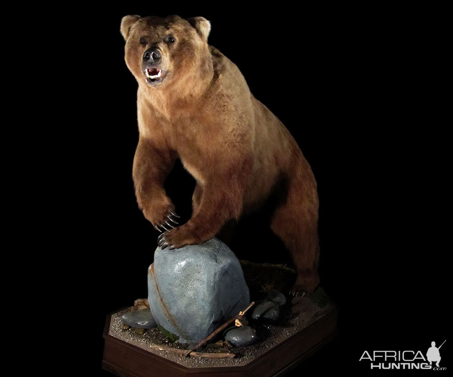 brown bear mounts for sale