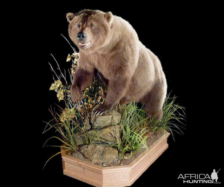 Brown Bear Full Mount Taxidermy