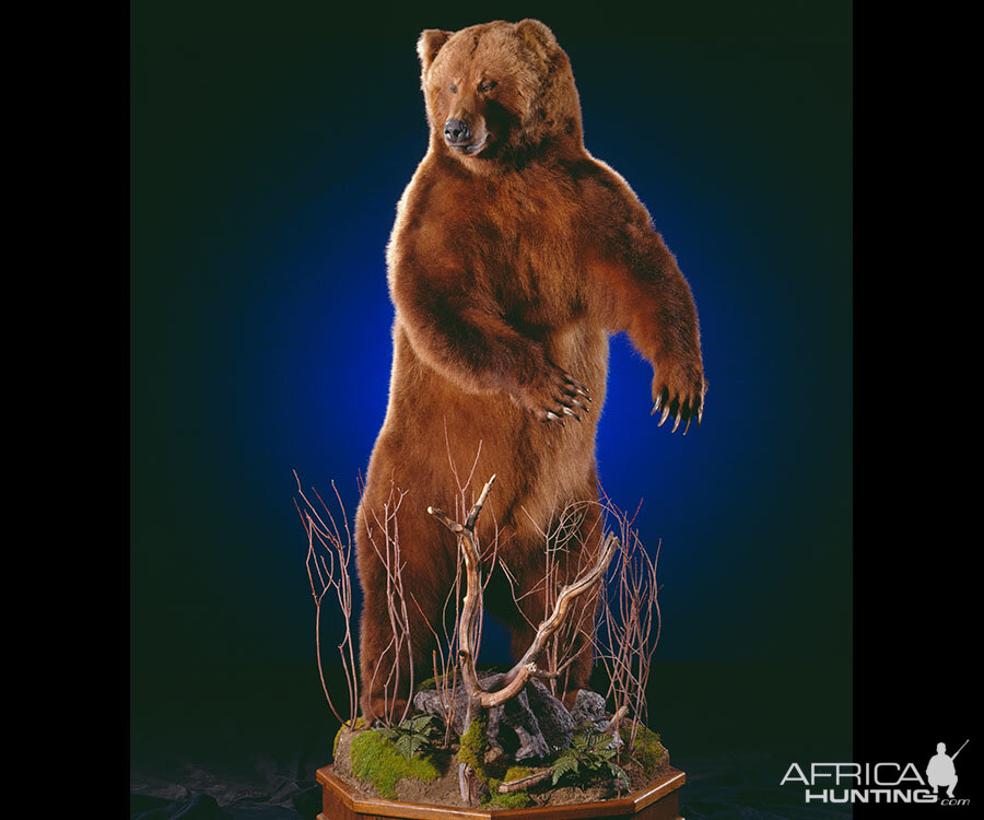 Brown Bear Full Mount Taxidermy