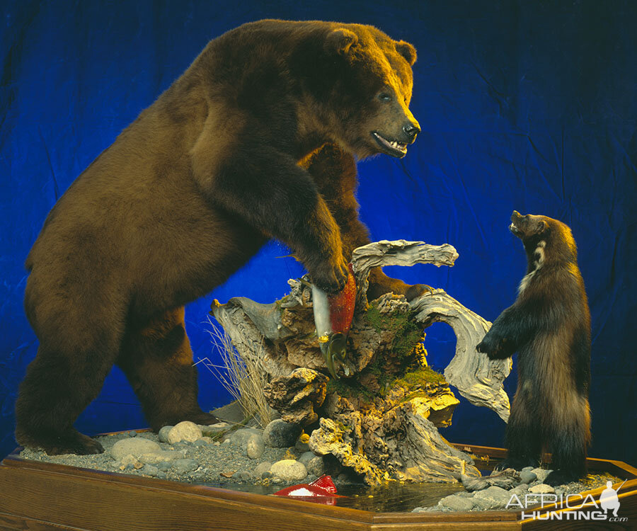 Brown Bear Full Mount Taxidermy