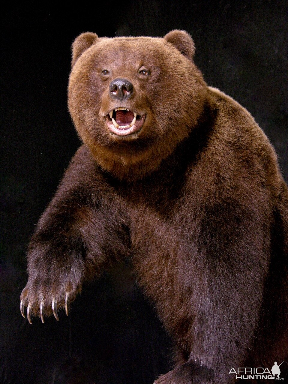 Brown Bear Full Mount Taxidermy