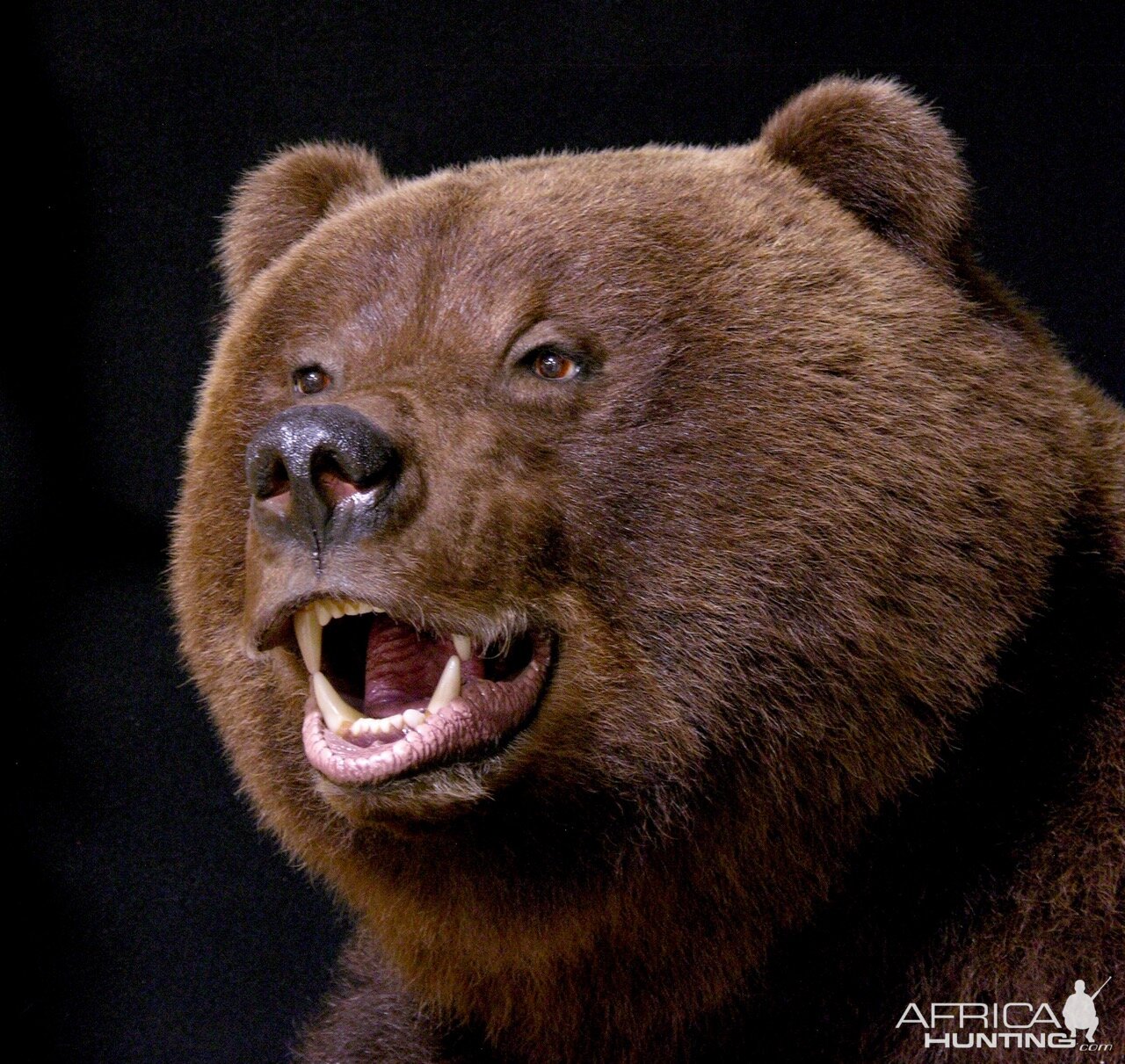 Brown Bear Full Mount Taxidermy