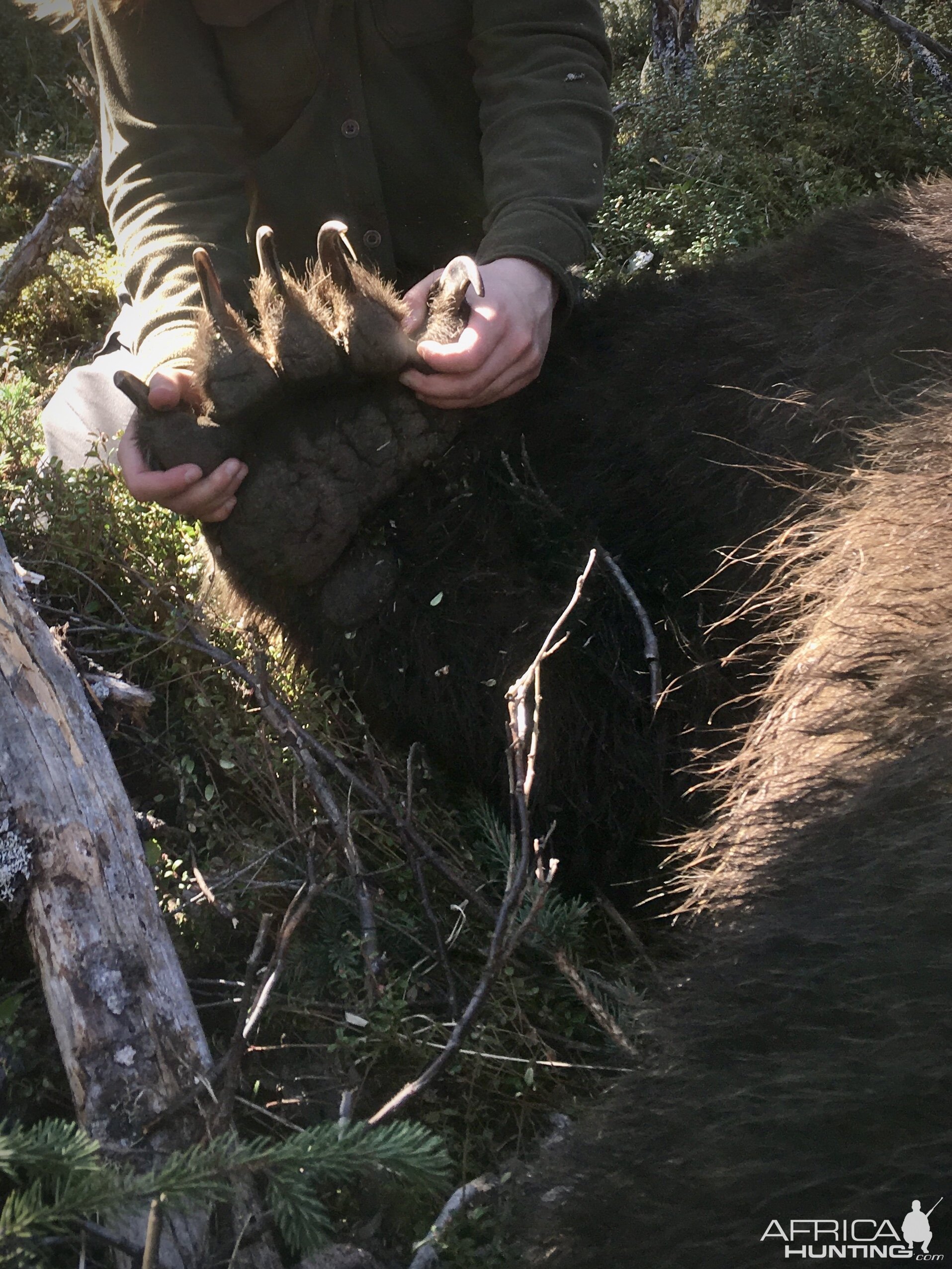 Brown Bear Hunt Alaska USA