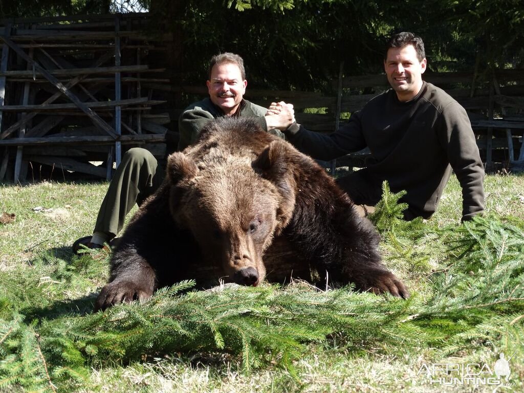 Brown Bear Hunt Romania
