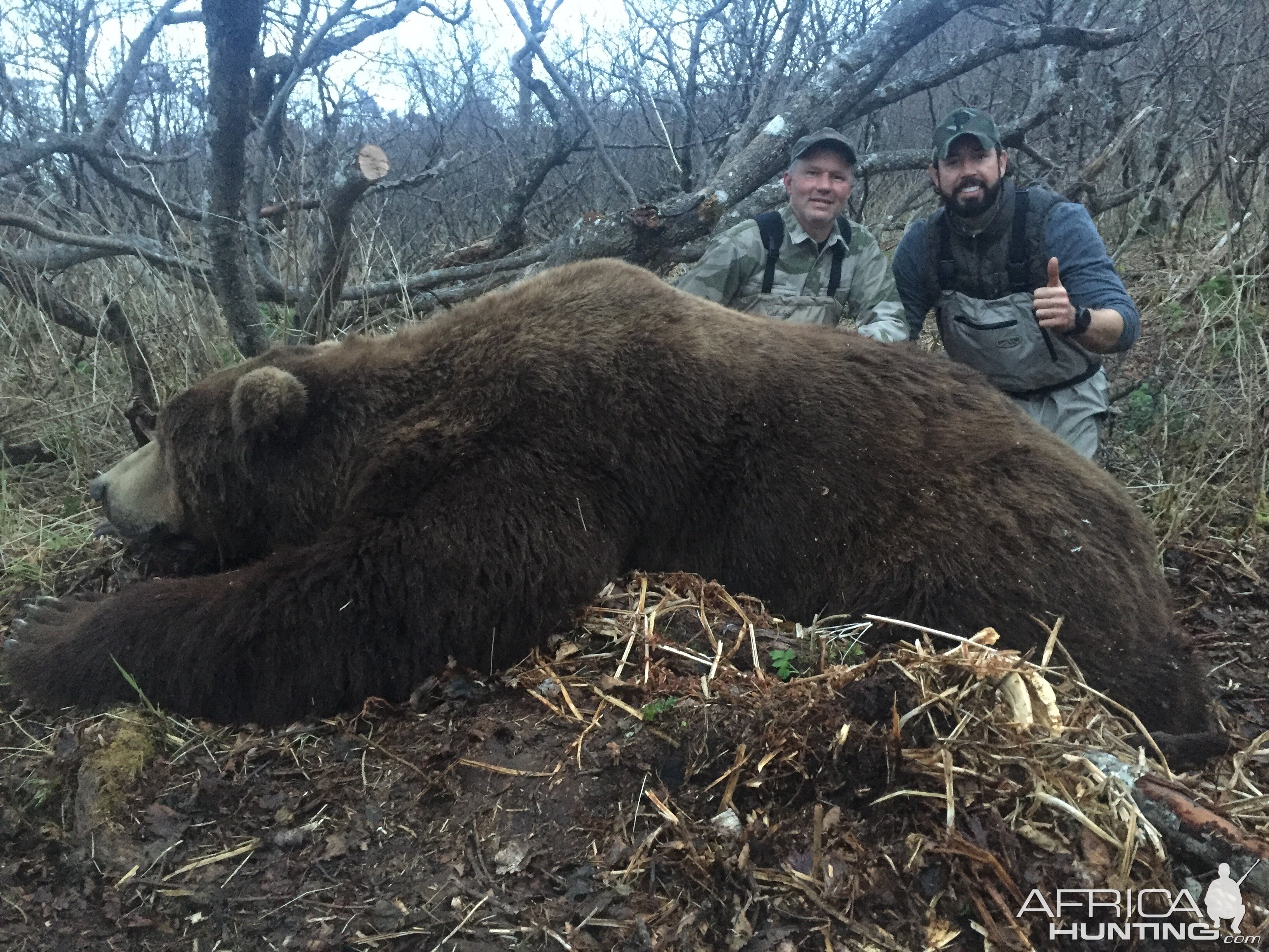 Brown Bear Hunting