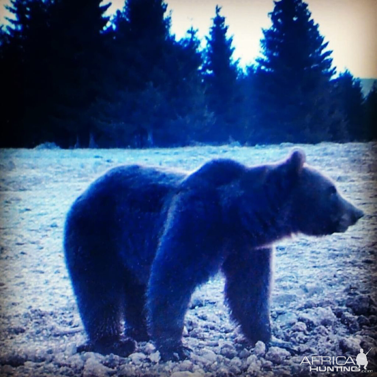 Brown Bear Romania