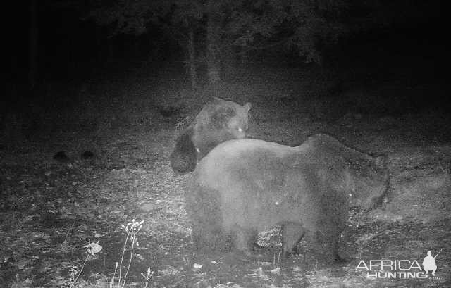 Brown Bear Trail Camera Romania