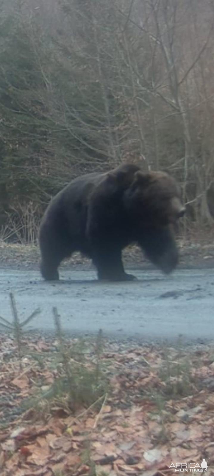 Brown Bear Trail Camera Romania