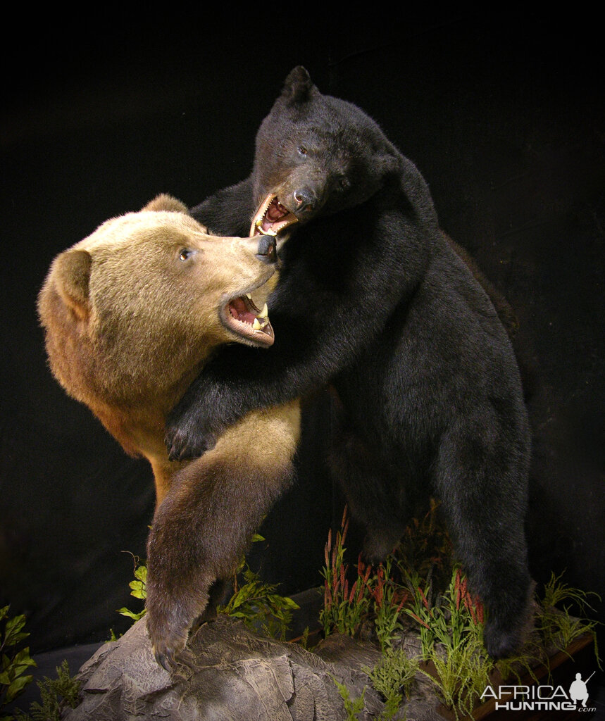 Brown Bear VS Black Bear Full Mount Taxidermy